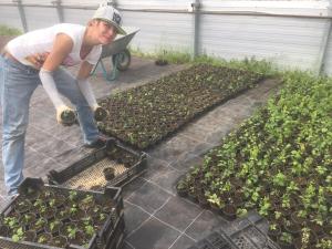 Bild von Corinna K. mit den (noch) kleinen Hopfenpflanzen.