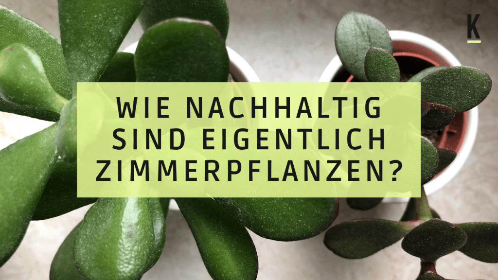 Zimmerpflanzen, Nachhaltigkeit, Pflanzen nachhaltig, Zimmerpflanzen nachhaltig, Nachhaltigkeit, Lea Wagner, Kopfzeile